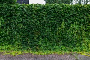 Blue Ivy Carter courtside