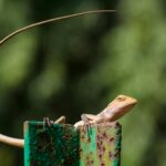 Creatures of Sonaria Codes: What They Are & How to Use Them