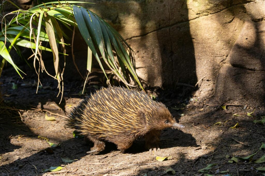 Echidna Re:Zero: The Witch’s True Motives and Powers