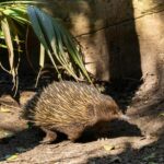 echidna re zero tea party