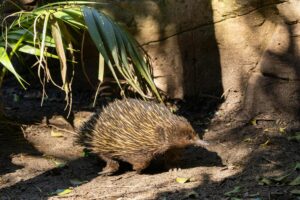 Echidna Re:Zero: The Witch's True Motives and Powers