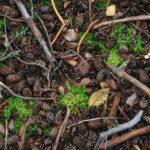 forest floor moss
