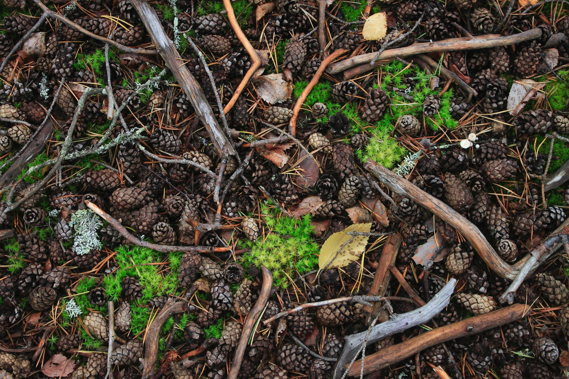 forest floor moss
