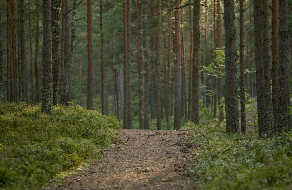 forest path with mist