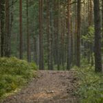 Woodsy Perfume Lifestyle: Beyond the Basic