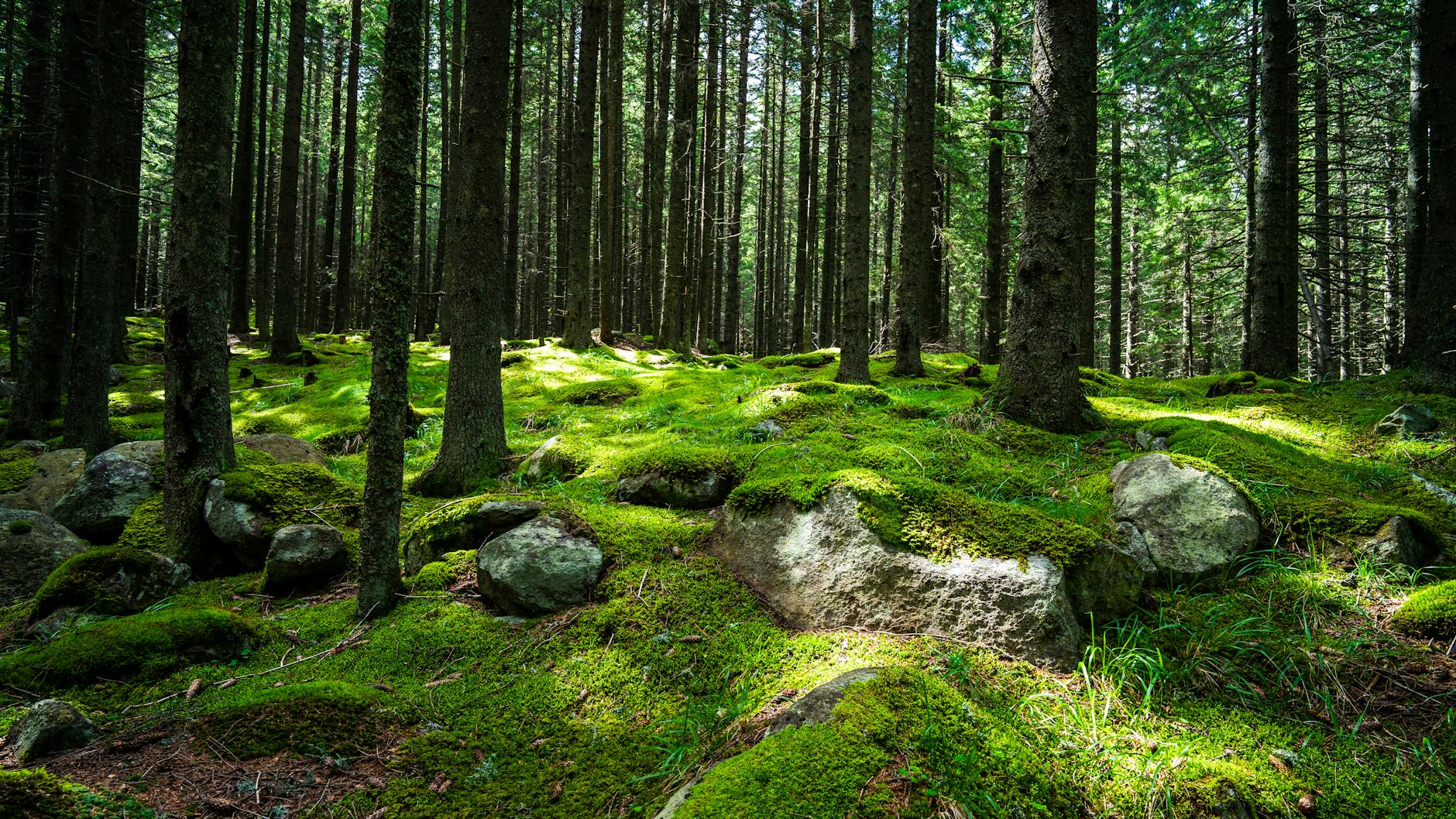 forest with mist
