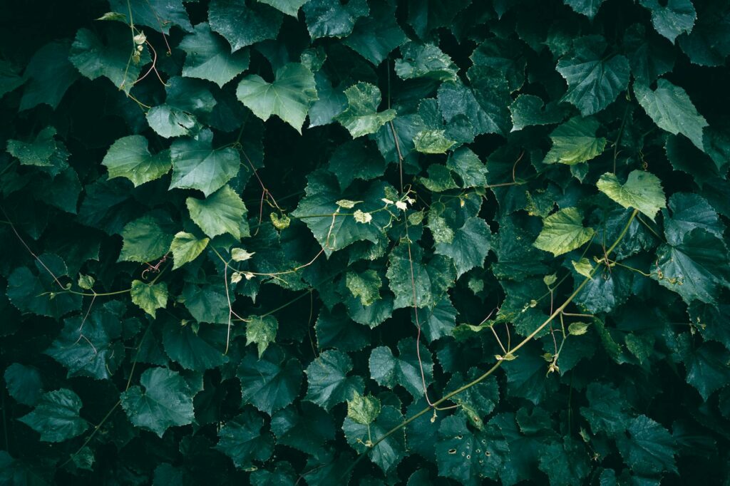 grape ivy plant