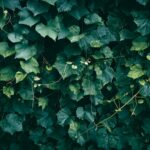 Grape Ivy: More Than Just a Houseplant