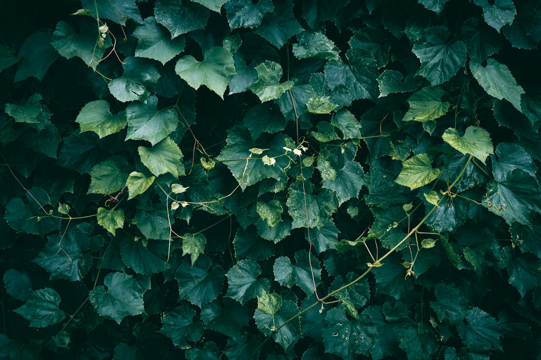 grape ivy plant