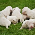 Multiple Puppy Feeders: Avoid These Common Mistakes