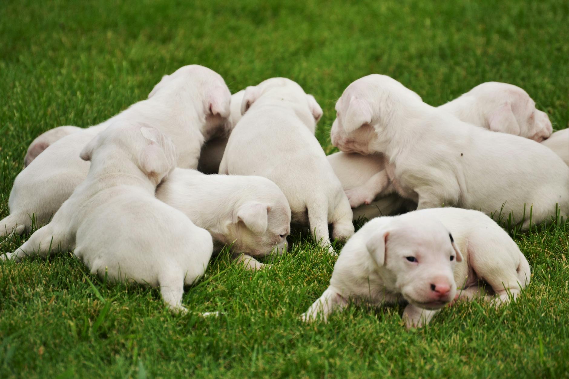 multiple puppies eating from feeder