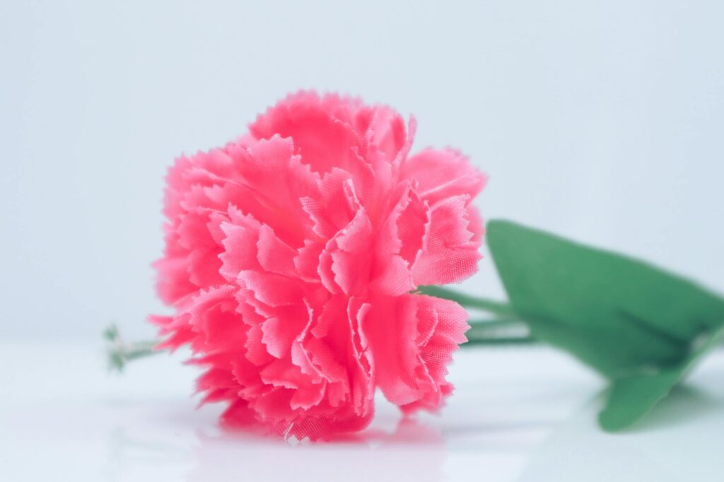 pink carnation bouquet