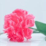 pink carnation bouquet