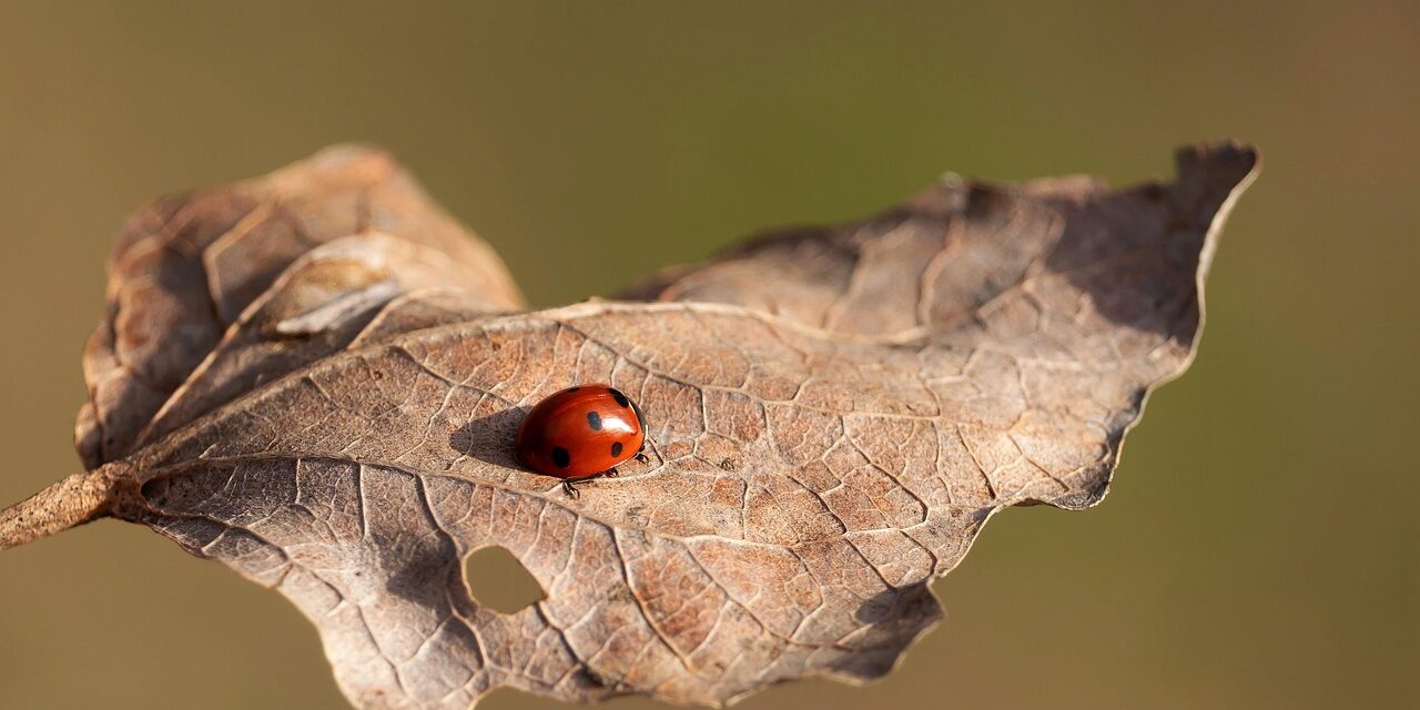 small ant on a leaf