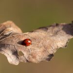 small ant on a leaf
