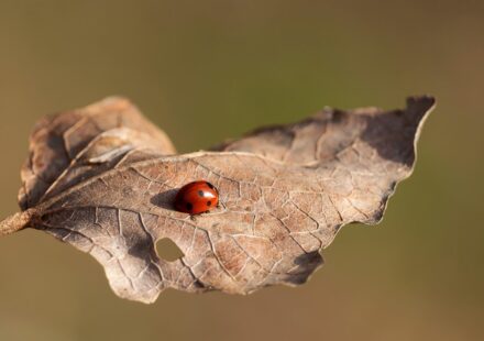 small ant on a leaf