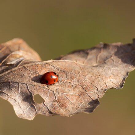 small ant on a leaf